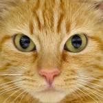 Everett pets up for adoption: cats and dogs, birds and bunnies