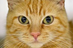 Everett pets up for adoption: cats and dogs, birds and bunnies
