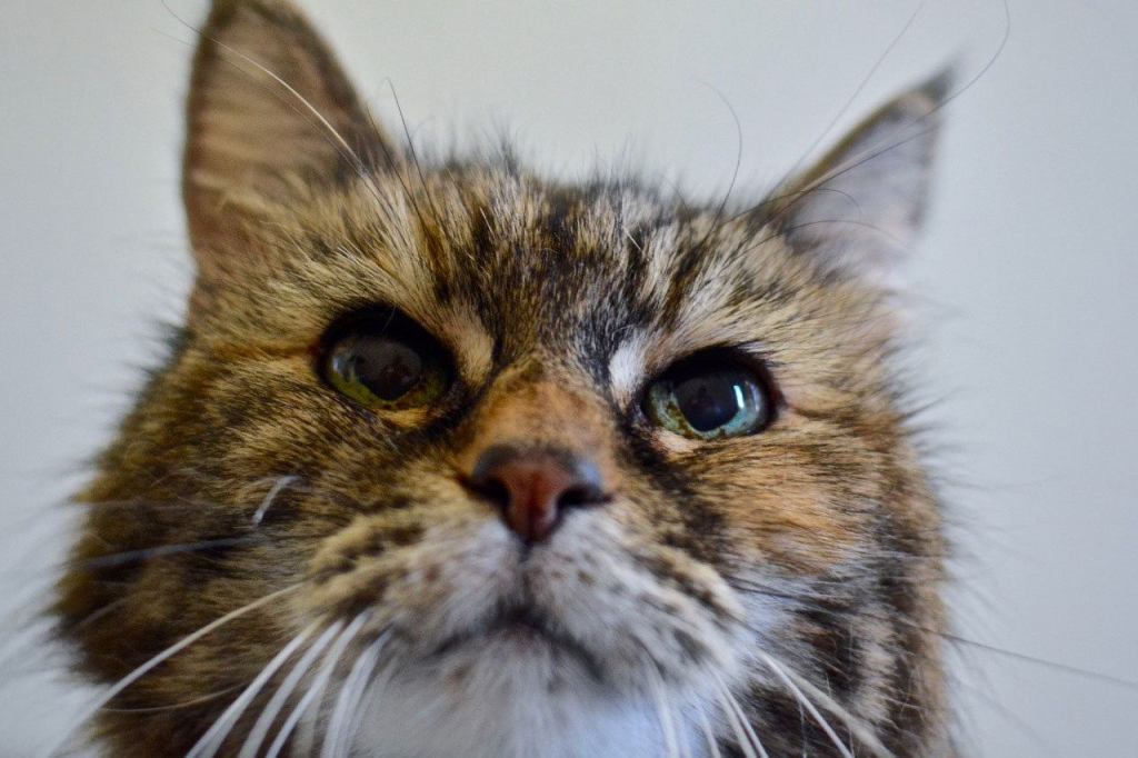 Tiger Queenie (pictured) and Picachau have lived their whole lives together, and need a quiet home where they can continue to be best friends. (Jon Annis / Everett Animal Shelter)