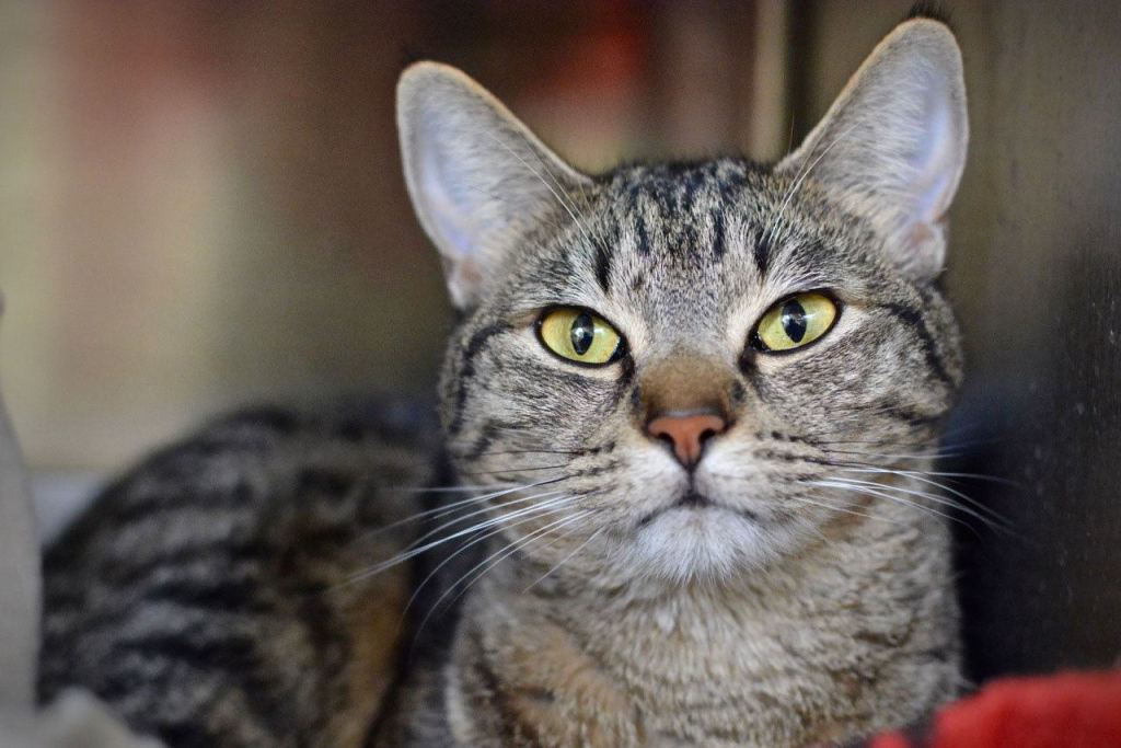 Young Winnie is just coming into her own, discovering the world and people and becoming more optimistic about them. Give her some time, and you may earn her life-long trust and affection. (Jon Annis / Everett Animal Shelter)