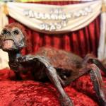 The Wallingford Beast is on display at Archie McPhee in the Wallingford neighborhood of Seattle. (Kevin Clark / The Herald