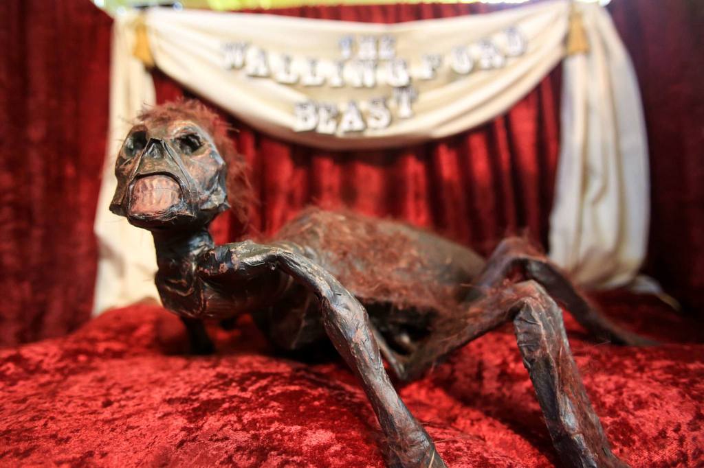 The Wallingford Beast is on display at Archie McPhee in the Wallingford neighborhood of Seattle. (Kevin Clark / The Herald