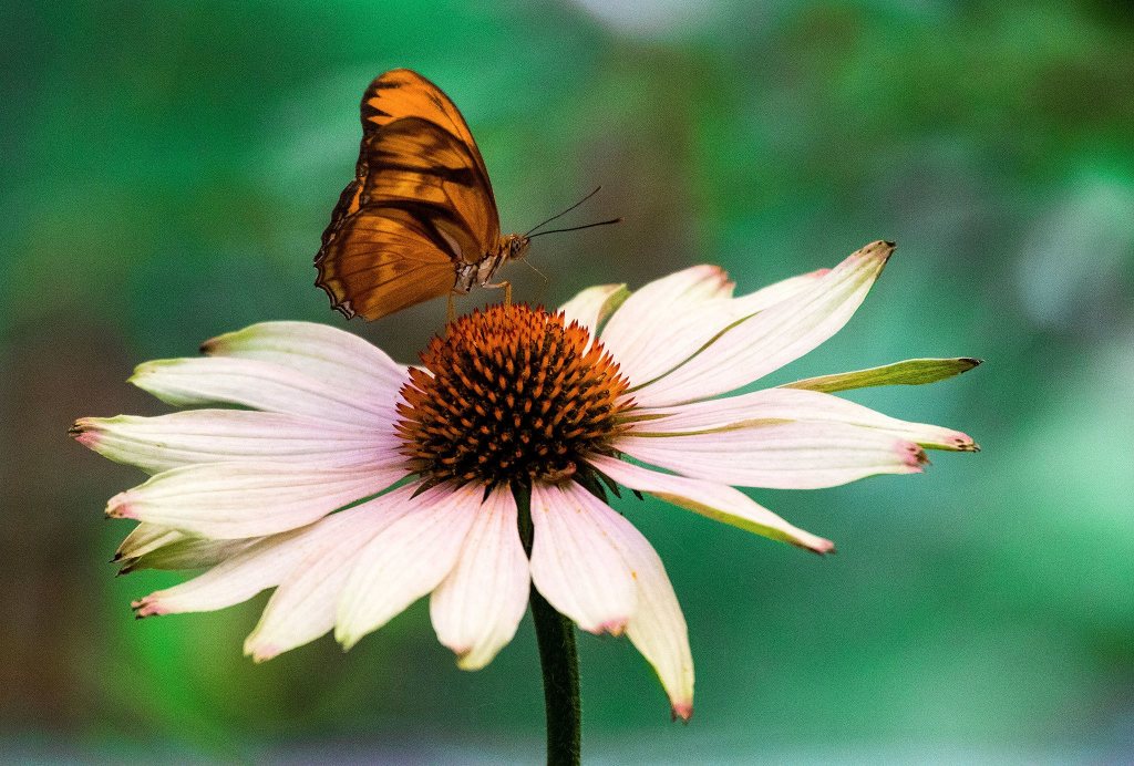 A Julia butterfly hangs out on a flower at Woodland Park Zoo&rsquo;s Molbak Buttfly Garden in Seattle. (Andy Bronson / The Herald)