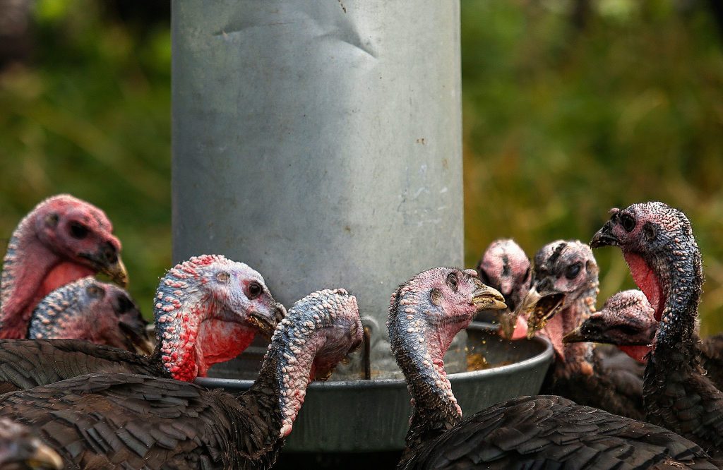 Heritage turkeys at Bright Ide Acres gather around a feeder that has been refilled by the Ides.