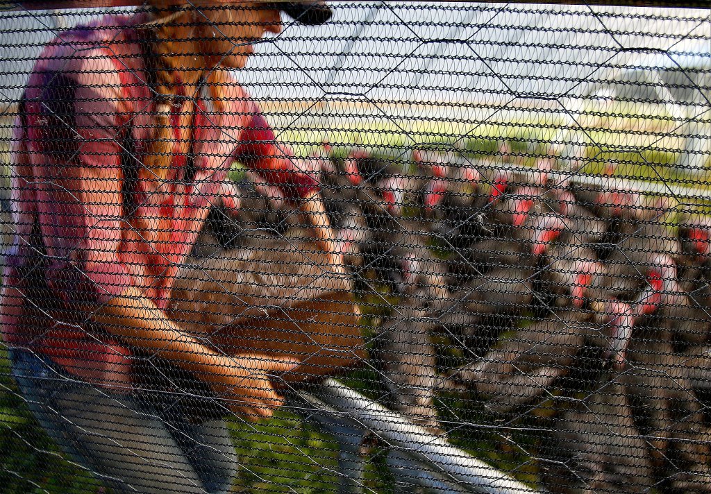 A combination of chicken wire and finer mesh wire, shot at low depth of field covering the mobile turkey pen, creates a dreamlike mosaic of farm life featuring Micha Ide tending her flock.