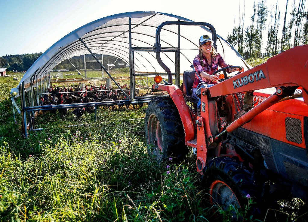 Micha Ide uses a farm tractor to pull the large moveable pen to a fresh patch of thick grass and clover. The turkeys know the routine well, and appear happy about walking to a new spot to forage. (Dan Bates / The Herald)
