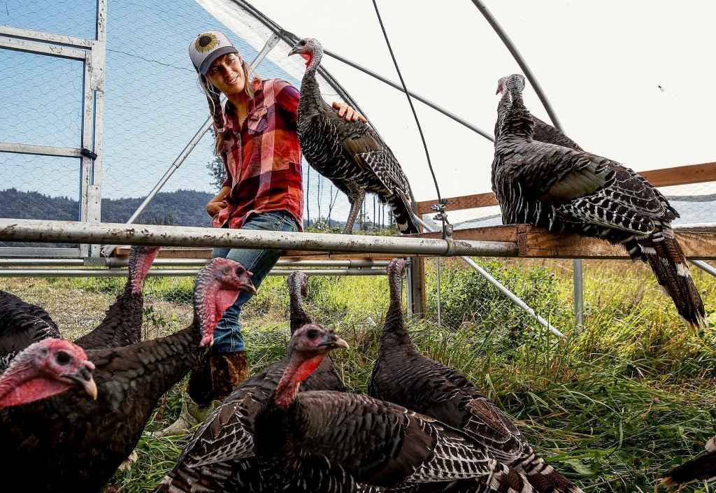Micha Ide sits down and gets friendly with one of the turkeys. (Dan Bates / The Herald)