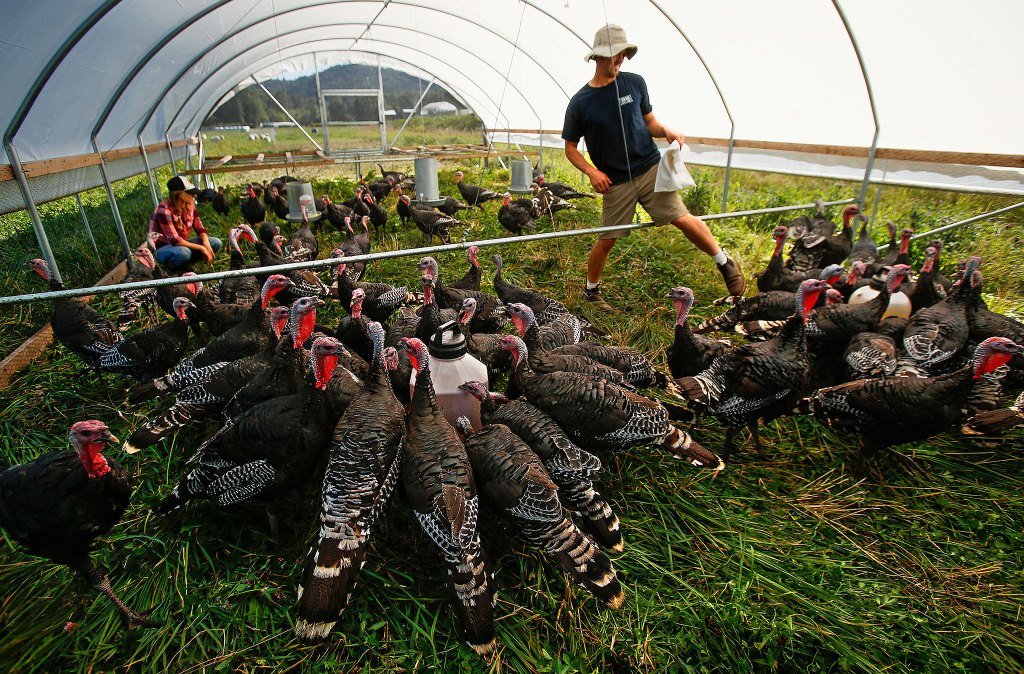 Andrew and Micha Ide feed their heritage turkeys. (Dan Bates/The Herald)