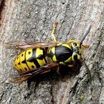 The yellow jacket queen presides over the nest. Come too close, and her loyal subjects will sting you. (Photo by Terry Gray)