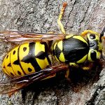Believe it or not, skeeter-munching yellow jackets are our friends