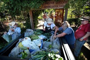 Editorial: Waste not, want not and help food banks fight hunger