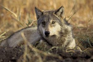 Editorial: Closer look needed at state’s policy on killing wolves