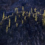 Ian Terry / The Herald                                Yellowing western larch trees glisten as sunlight reflects off their skinny branches near Washington Pass on the North Cascades Highway.