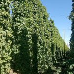 Hops grow on trellises at Cornerstone Ranches farm in Toppenish. The brewers from Lazy Boy in Everett are using fresh hops from the farm for new beers. (Aaron Swaney / For the Herald)