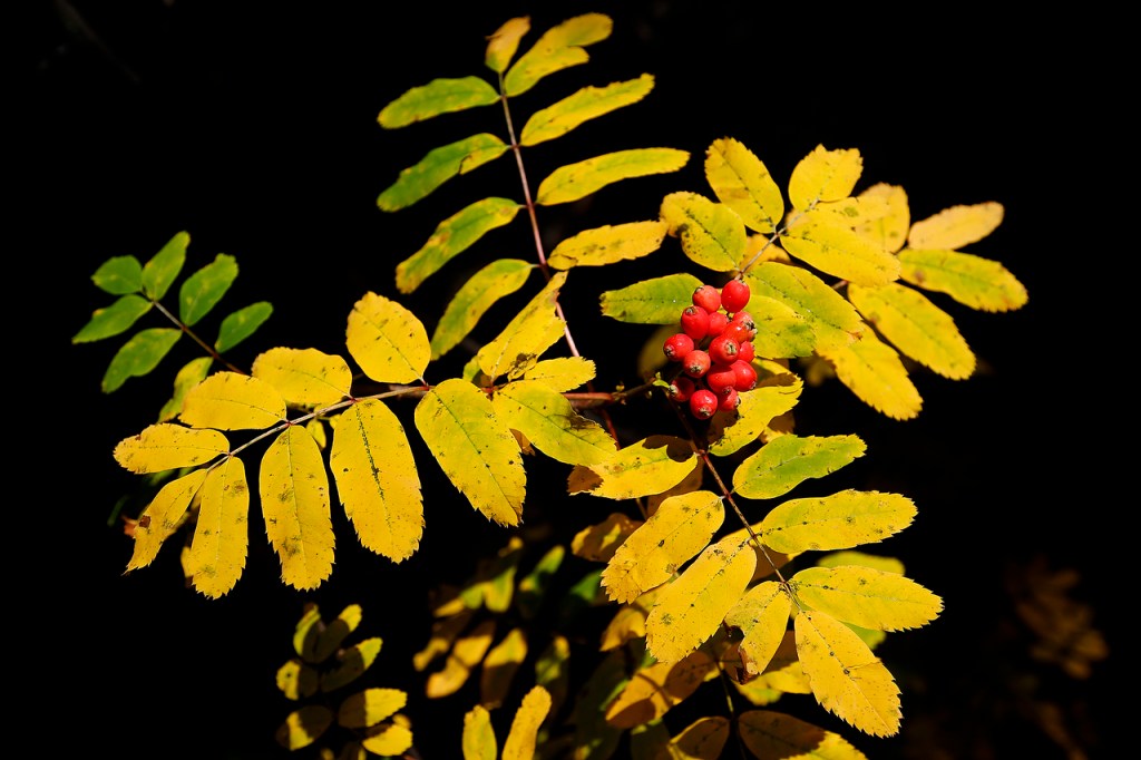 Ian Terry / The Herald                                The yellow leaves of mountain ash are seen with sprouting red berries along an easy trail to Lake Ann just east of North Cascades National Park.