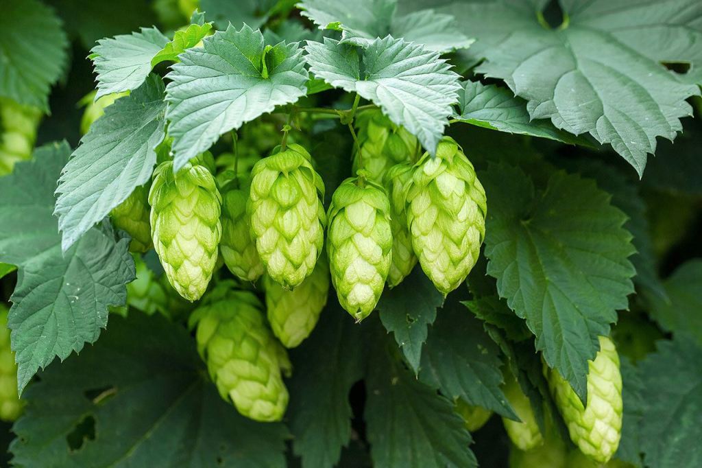 With fresh hops so nearby, local brewers are taking advantage. It&rsquo;s harvest time and brewers are making beers with hops that have been off of the vine for less than 24 hours. The beers really showcase the flavors of the hops, and they&rsquo;ve proven popular with customers. (Thinkstock)