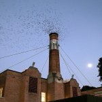 In this Sept. 13 photo, migratory Vaux&rsquo;s Swifts are a blur as they race to roost for the night inside a large, brick chimney at Chapman Elementary School in Portland, Oregon. (AP Photo/Don Ryan)