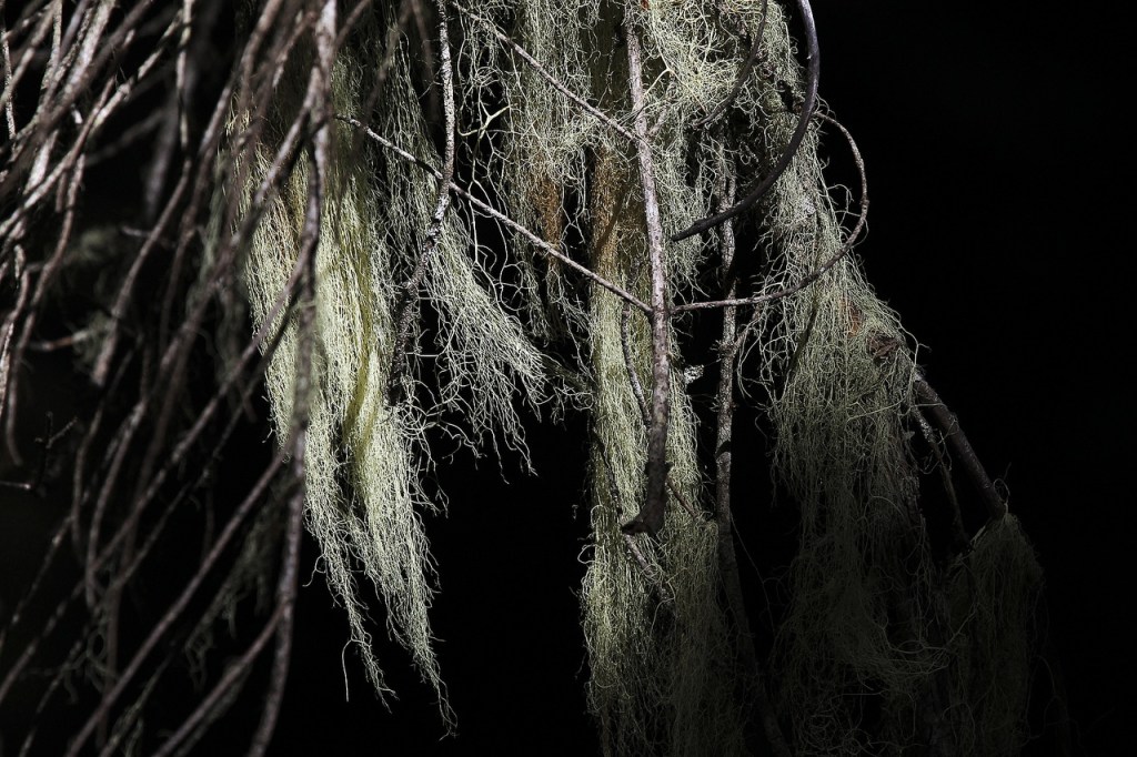 Eerie light is cast on mossy lichen hanging from tree branches in the North Cascades National Park. (Ian Terry / The Herald)
