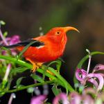 This photo taken in 2004, on the island of Kauai, Hawaii, shows a Hawaiian honeycreeper. A new study predicts climate change will accelerate the rate of extinctions of Hawaiian honeycreepers. Warmer temperatures due to climate change increases the spread of diseases such as avian malaria in forest habitats that were once cool enough to keep mosquito-borne diseases under control, according to the research. (Jim Denny via AP, file)