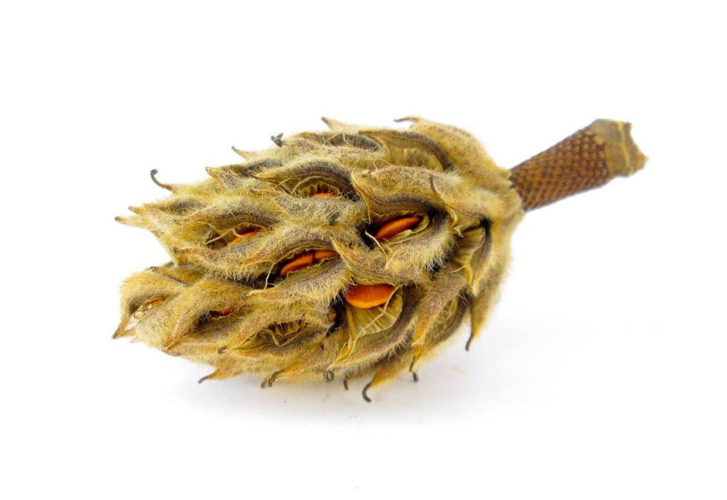 &ldquo;Dessiocated Magnolia,&rdquo; a photograph by Shannon Tipple-Leen, is showing at the Schack during the fall festival.