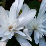 Colchicum autumnale &lsquo;Alboplenum&rsquo; is a fall-blooming bulb. (Richie Steffen / Great Plant Picks)