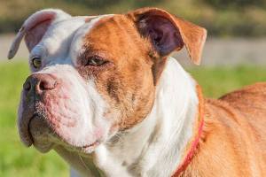 Can you adopt one of these pets from the Everett Animal Shelter?