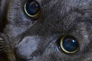 Can you adopt one of these pets?