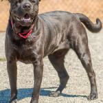 Ruby loves the company of people. She may get along with other submissive dog and will need a meet and greet if there is a submissive dog in the home. In the past she has not played well with other dogs but she has lived with kids and cats. She tries to play with cats so if your cat does like playing with dogs then Ruby would not be a good fit. Medical info: Ruby is on life-long medication for a condition known as Shar-Pei Fever. It can be a serious disease; she is currently stable and not showing any symptoms. (Curt Story/Everett Animal Shelter)