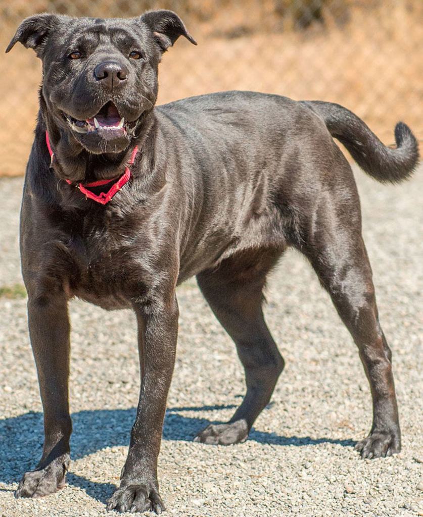 Ruby loves the company of people. She may get along with other submissive dog and will need a meet and greet if there is a submissive dog in the home. In the past she has not played well with other dogs but she has lived with kids and cats. She tries to play with cats so if your cat does like playing with dogs then Ruby would not be a good fit. Medical info: Ruby is on life-long medication for a condition known as Shar-Pei Fever. It can be a serious disease; she is currently stable and not showing any symptoms. (Curt Story/Everett Animal Shelter)
