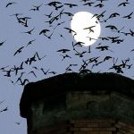 Migratory bird struggles for shelter as chimneys torn down