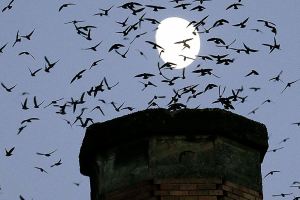 Migratory bird struggles for shelter as chimneys torn down