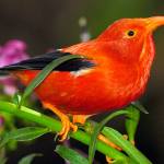 Some of Hawaii’s most iconic birds are about to go extinct