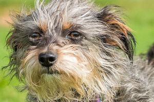 Can you adopt one of these pets from the Everett Animal Shelter?