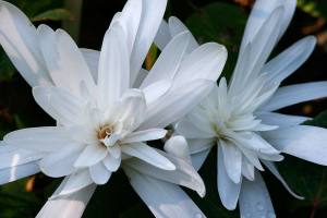 Great Plant Pick: Colchicum autumnale ‘Alboplenum’