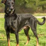 Arial is very active girl! She will need a meet and greet with any resident dogs and no cats in her new home. She will need a lot of exercise and mental stimulation. Right now Arial does not know any commands but she is very smart and would do very well in obedience training. Any kids in the home should be over 10 years old and be ready to participate in Arial&rsquo;s training and exercise. (Curt Story/Everett Animal Shelter)