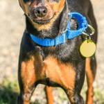 Crawford is a very confident and vocal little spitfire. He will need an active adult home that can keep up with him. He has lived with another small breed dog and done well but will probably chase cats. He likes to hear himself bark so apartment settings will not work for him. (Curt Story/Everett Animal Shelter)