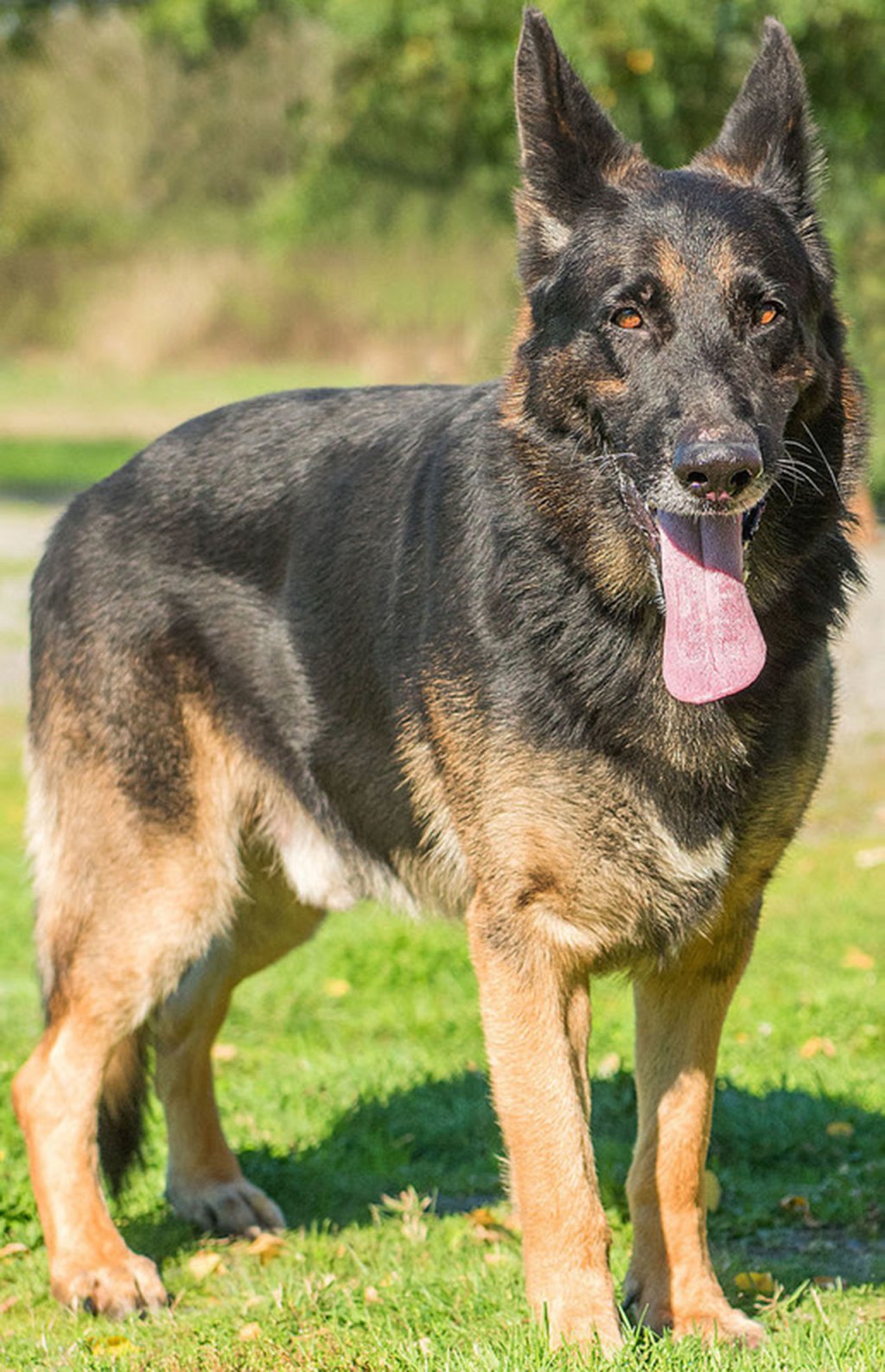 Drake is a sweet boy that is looking for a new home. He will need some leash training as he pulls and is very strong. Drake would like a meet and greet with any dogs that he would live with in his next home. His new home should have no cats or small fluffy dogs as we think he would chase them. Any kids in the house should be over the age of ten due to his pulling and not always aware of where he and others are. (Curt Story/Everett Animal Shelter)