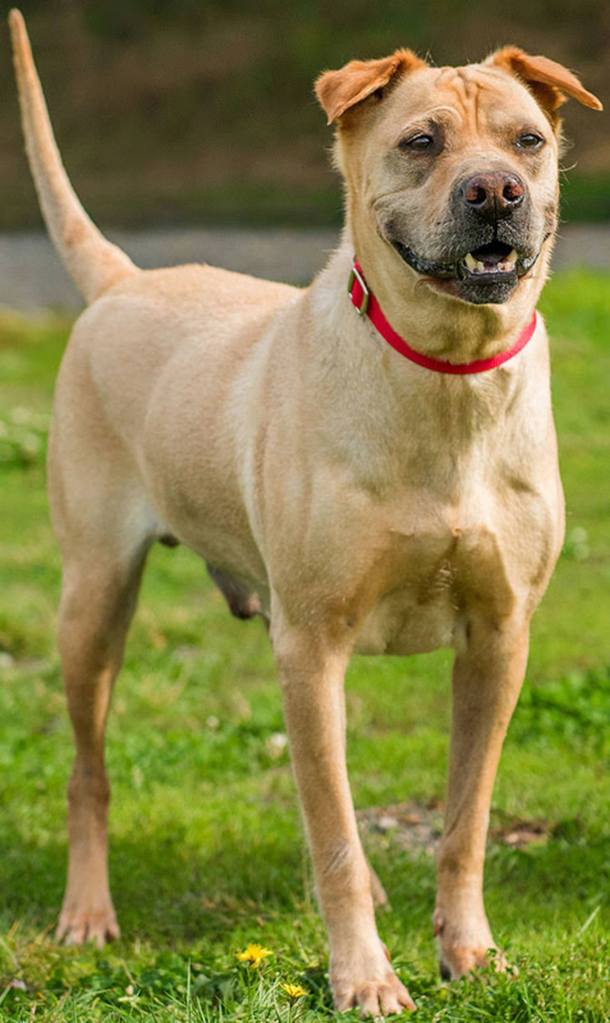 Kyoshi is a handsome guy looking for a calm home. His new home must be adult only and have no cats. Kyoshi likes to visit the dog park but will need a meet and greet with any resident canines. His new home should be respectful of his space and take it slowly until he warms up. (Curt Story/Everett Animal Shelter)