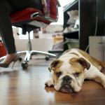Bulldog Rosie sits under the desk of her owner Tuesday at O&rsquo;Connell & Goldberg Public Relations in Hollywood, Florida. (AP Photo/Lynne Sladky)