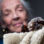 Barbara Ogaard shows off Bella, a hoary bat, at her home in Bothell on Monday. Ogaard, known as the &ldquo;Bat Lady,&rdquo; cares for bats and makes presentations about the flying mammals. She rehabilitates between 15 to 20 bats each year. (Andy Bronson / The Herald)
