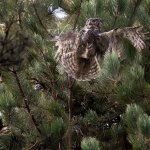 A great horned owl entangled in string or fishing line tries to fly from Shaun Sears, of Cat Canopy Rescue, at the Everett Marina on Wednesday in Everett. (Andy Bronson / The Herald)