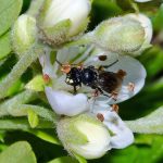 In this undated photo, a yellow-faced bee is shown in Hawaii. Federal authorities added seven yellow-faced bee species, Hawaii&rsquo;s only native bees, for protection under the Endangered Species Act on Friday. (John Kaia via AP)