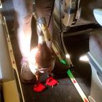 Daniel the duck on board a recent American Airlines flight. (Mark Essig)