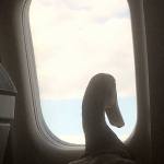 Daniel looks out a window during his flight. Indian Runner ducks do not fly. (Mark Essig)