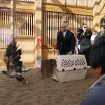 Dr. Benjamin Tuggle, Regional Director for the Service&rsquo;s Southwest Region, releases an immature bald eagle inside of the Iowa Tribe of Oklahoma&rsquo;s Grey Snow Eagle House. The first Northwest tribal eagle aviary will open in Coeur d&rsquo;Alene, Idaho. (USFWS)
