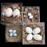 Visitors can examine the eggs and nests of Seattle birds at the Burke Museum&rsquo;s annual &ldquo;Birds at the Burke&rdquo; family event from 10 a.m. to 4 p.m. Oct. 18. (Photo by Richard Brown Photography)