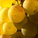 Plump chardonnay grapes are ready to be harvested in Washington&rsquo;s Yakima Valley. (Photo by Andy Perdue/Great Northwest Wine)