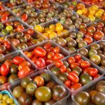 Cooling tomatoes below 54 degrees stops tomatoes from making some of the substances that contribute to their taste, say researchers. That robs the fruit of flavor, whether it happens in a home refrigerator or in cold storage before the produce reaches the grocery shelf, according to a report released Monday. (J. Scott Applewhite / Associated Press)