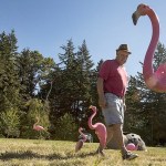 Nick Agostinelli mingles with his flamboyance of flamingos in his Lake Stevens yard. (Ian Terry / The Herald)