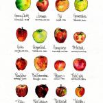 Illustration by artist Elizabeth Person, also known as the Everett Sketcher:                                &ldquo;For this piece, I procured (and later sampled) 16 kinds of apples, purchased within a small radius of my home. I made all sorts of exciting discoveries as I researched each type.&rdquo;